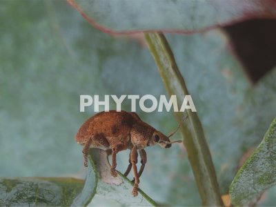 Gonipterus platensis